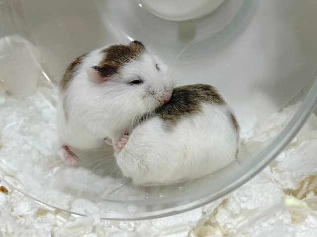 まりんちゃんたち