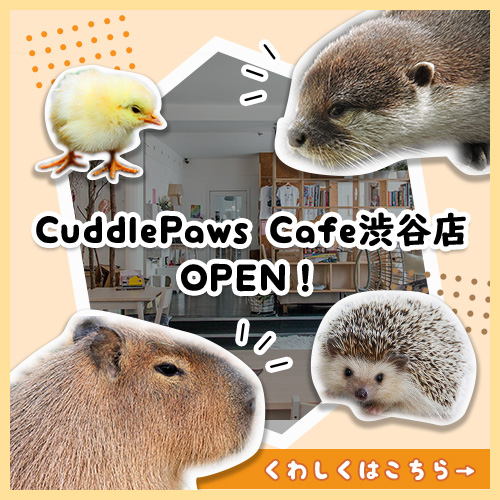 CuddlePawsCafé
