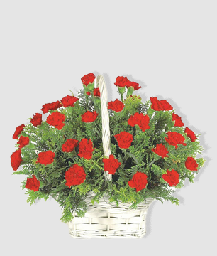 赤いカーネーションの鉢花