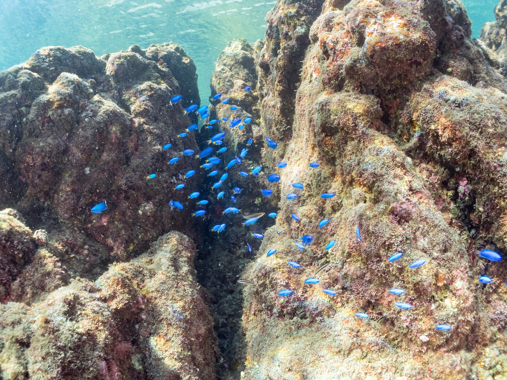 ソラスズメダイ